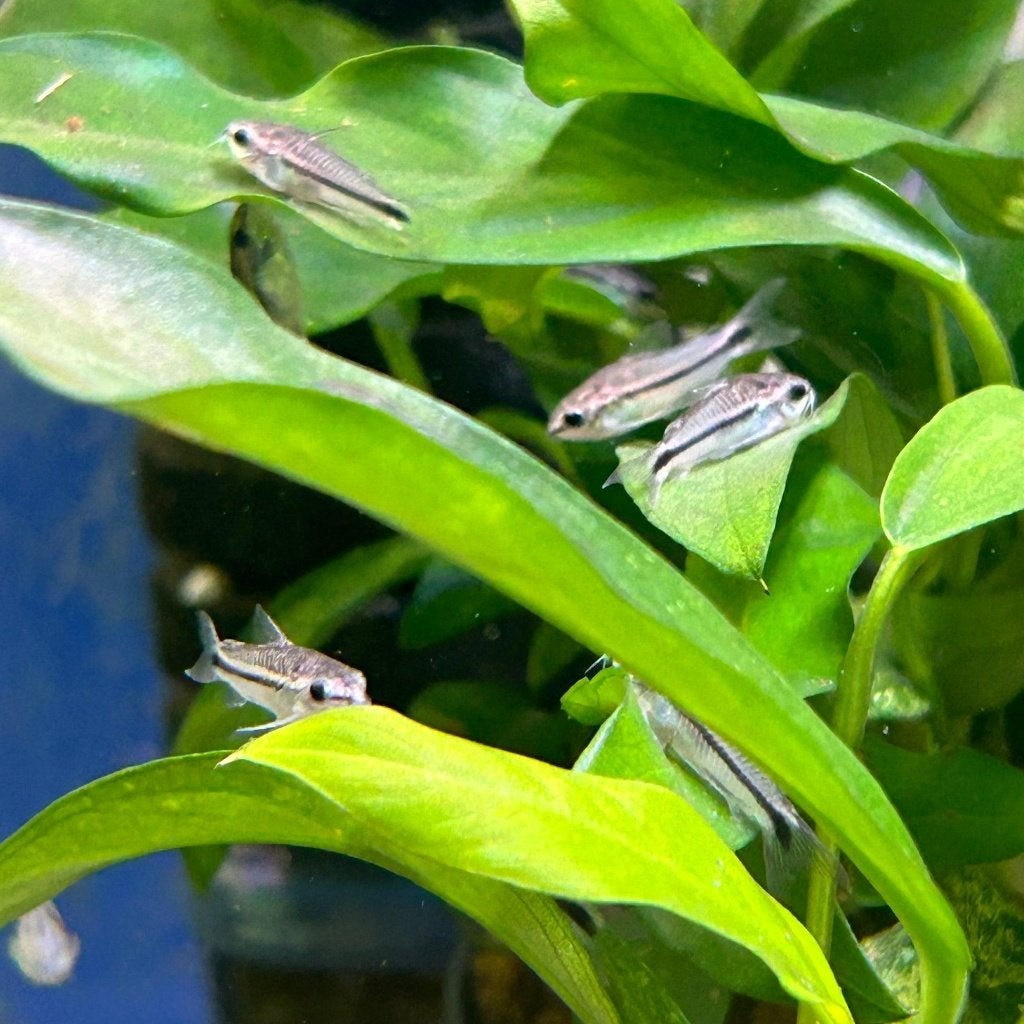 Corydoras pygmaeus - Dwergpantsermeerval, Vis, Zoetwatervis, Schoolvis