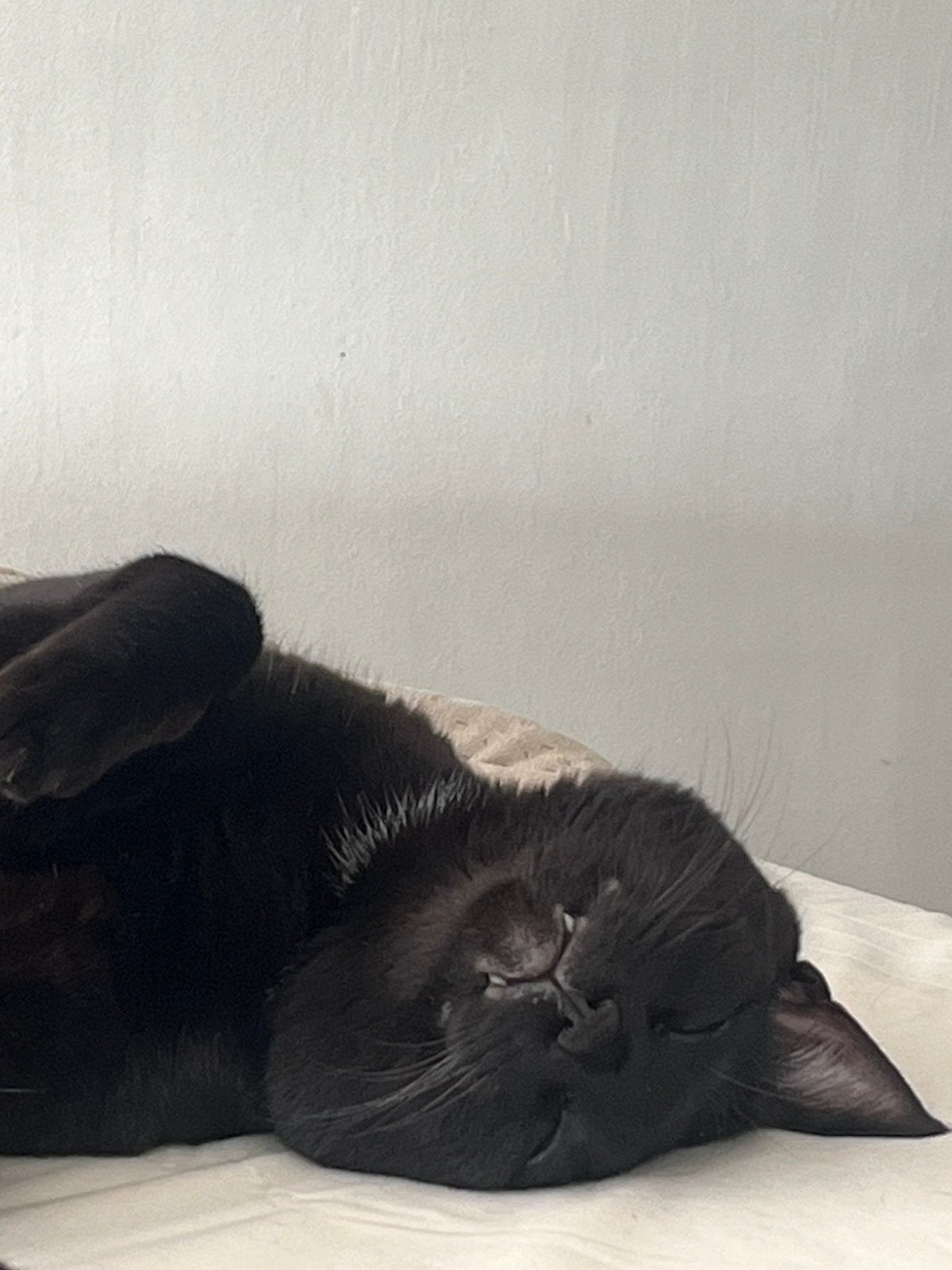 Gratis lieve kater zoekt nieuwe thuis of oppas, Ophalen, Zo goed als nieuw, Wit