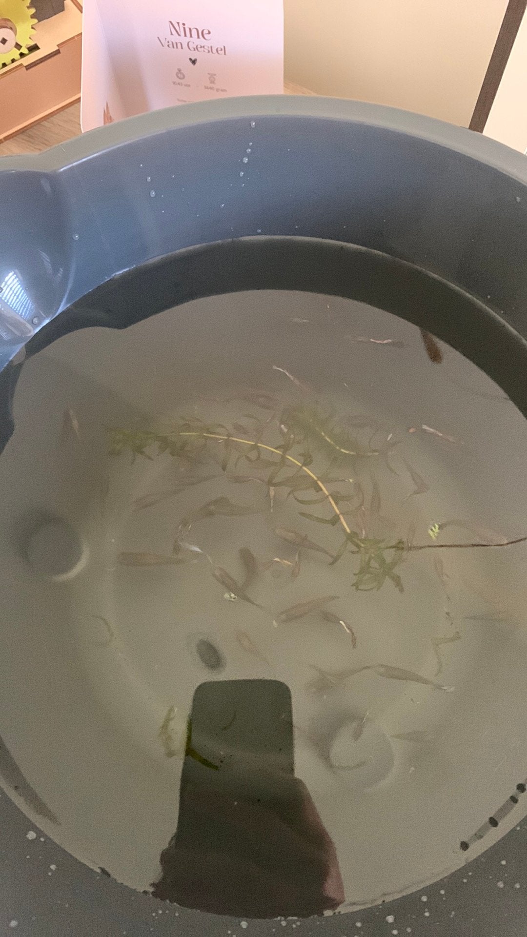 Guppen, Dieren en Toebehoren, Vissen | Aquariumvissen, Vis