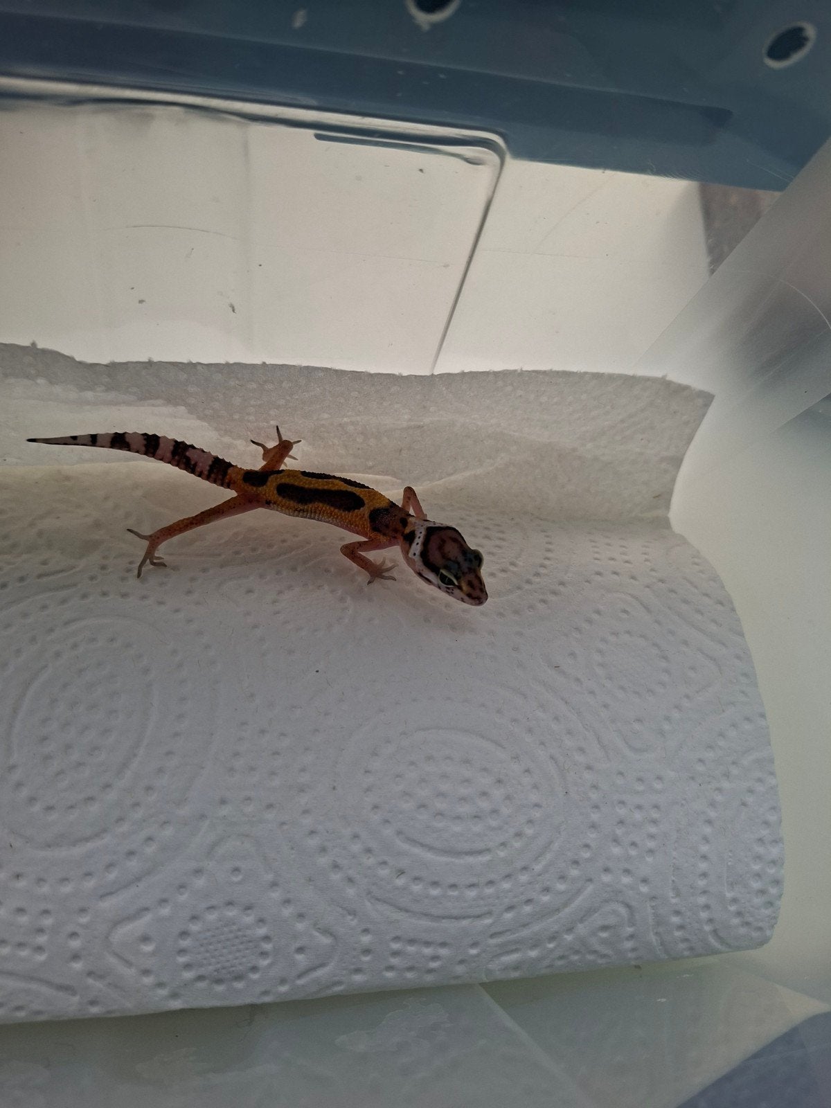 jonge luipaardgekko Leopard Gecko - unknown for sale from j.maurits