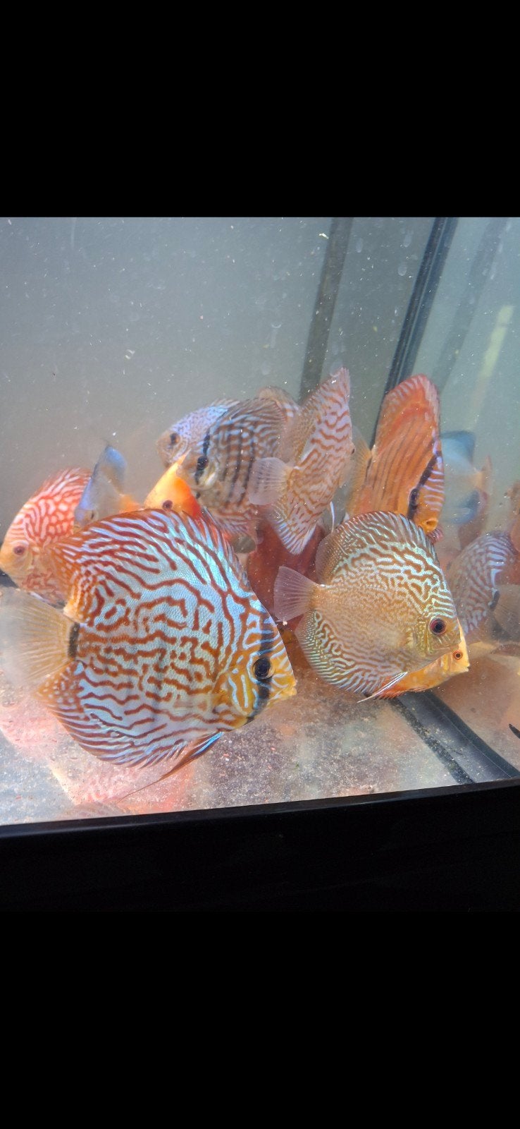 Discus vissen 10 tot 16 cm., Dieren en Toebehoren, Vis