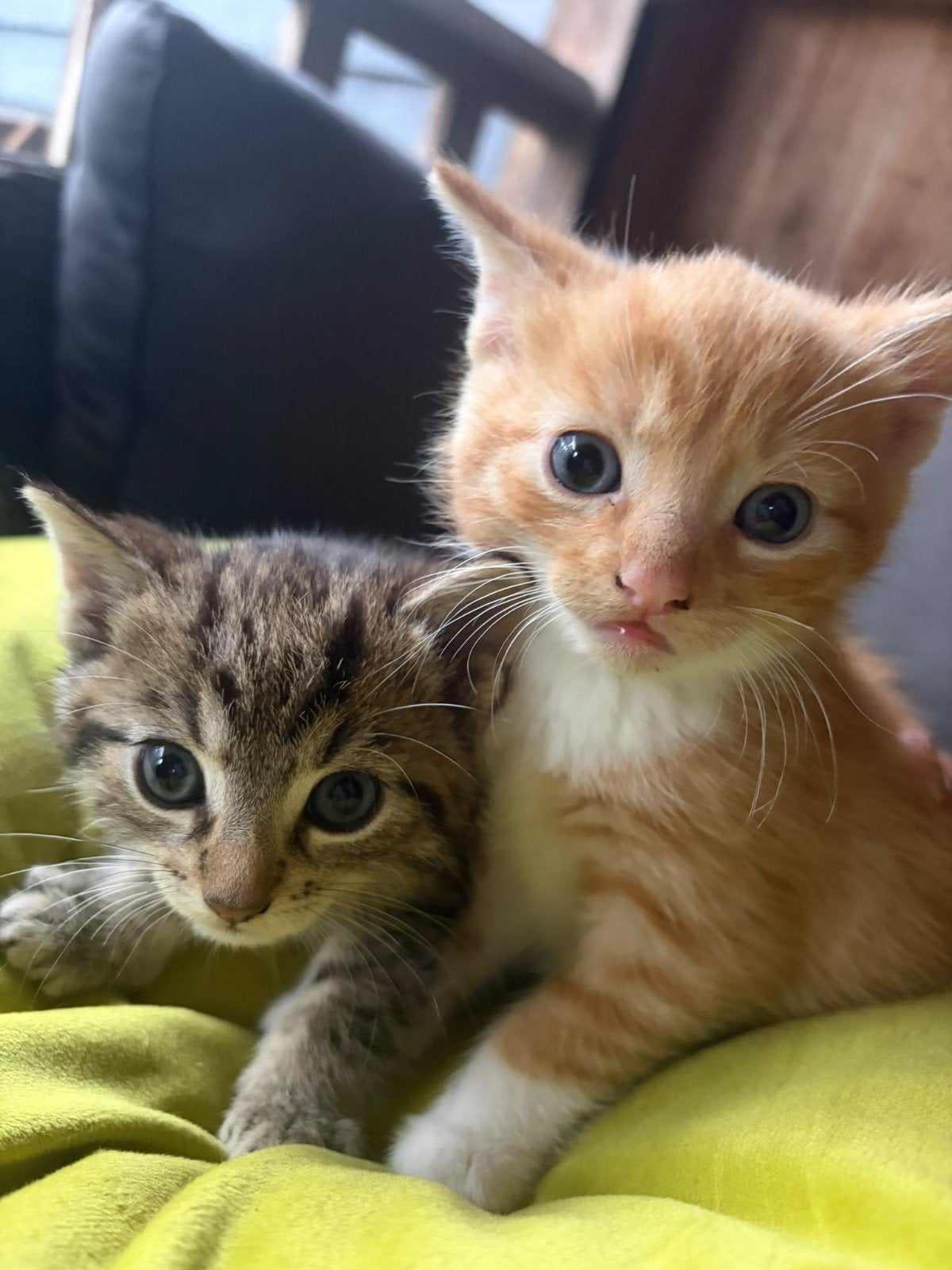 super lieve kittens, Meerdere dieren