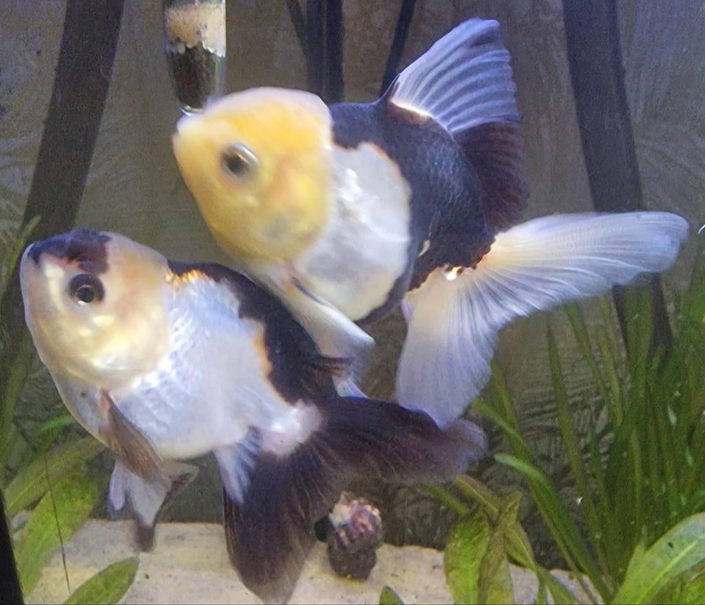 ZSM weg! Panda oranda's 2x (Fancy Goldfish), Dieren en Toebehoren, Vis, Zoetwatervis