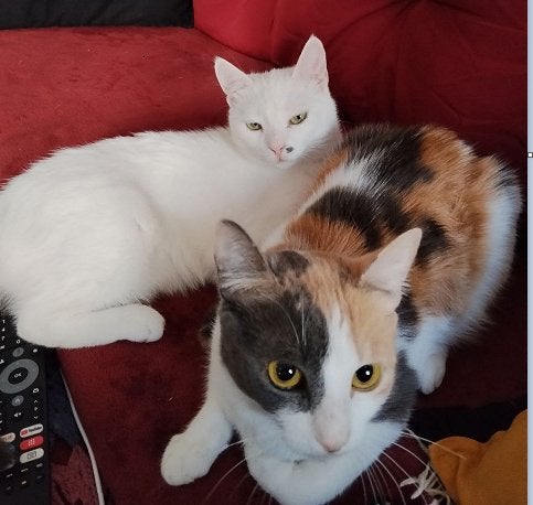 Twee  snoepjes van 10 maanden oud   zoeken een nieuw thuis., Poes, Kortharig, 0 tot 2 jaar