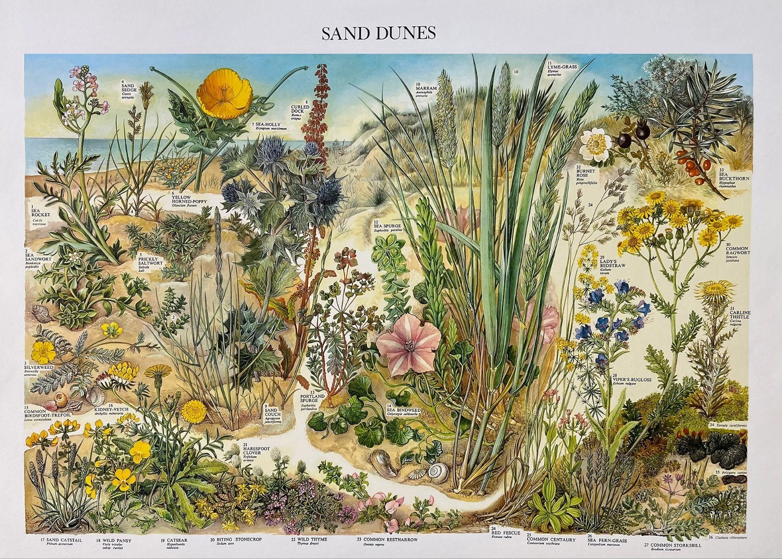 Vintage Poster: Zandduinen Flora - Educatieve Plaat, Ophalen of Verzenden
