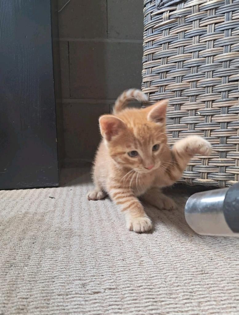 Lieve boerderij kittens, Dieren en Toebehoren, Katten en Kittens | Overige Katten, Meerdere dieren