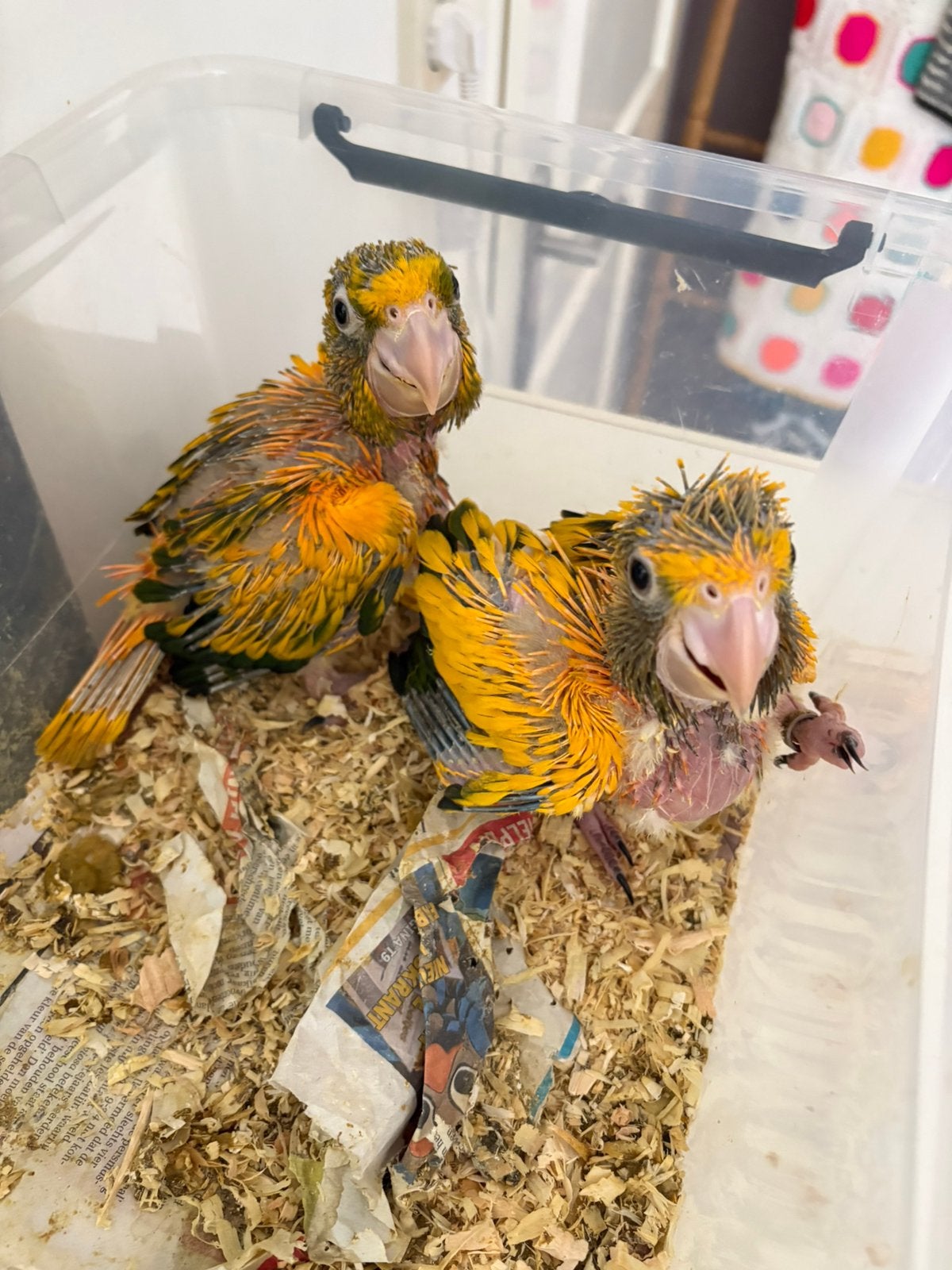 Goudparkieten handtam te reserveren, Dieren en Toebehoren, Vogels | Parkieten en Papegaaien, Meerdere dieren, Parkiet, Geringd