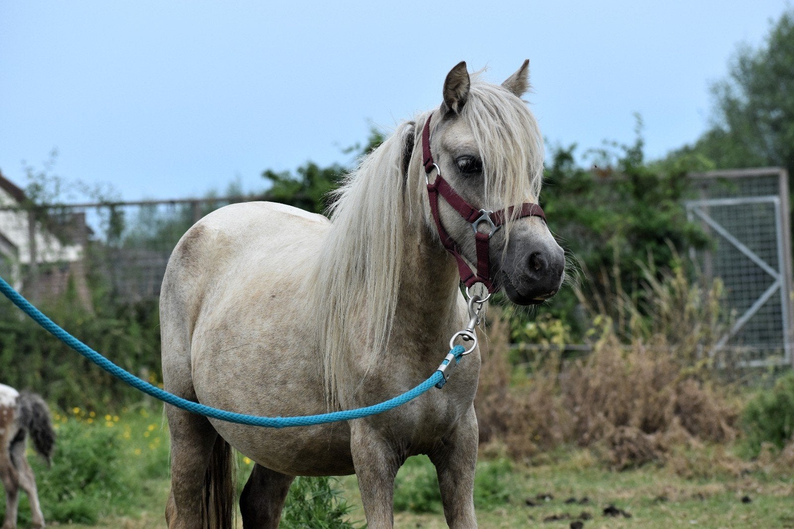 Grote palomino shetlander merrie met haar merrie veulen!, Merrie