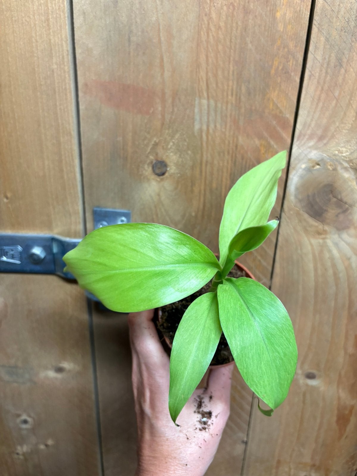 Musa basjoo variegata plant mint ghost fullmoon, Ophalen of Verzenden, Halfschaduw, Minder dan 100 cm