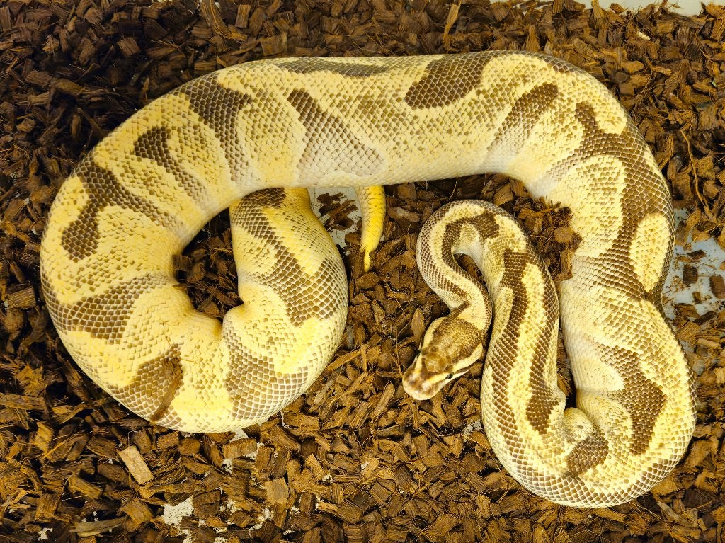 0.1(Super)Orange Dream Enchi het Desert Ghost Proven Breeder, Dieren en Toebehoren, Reptielen en Amfibieën, Slang, 3 tot 6 jaar