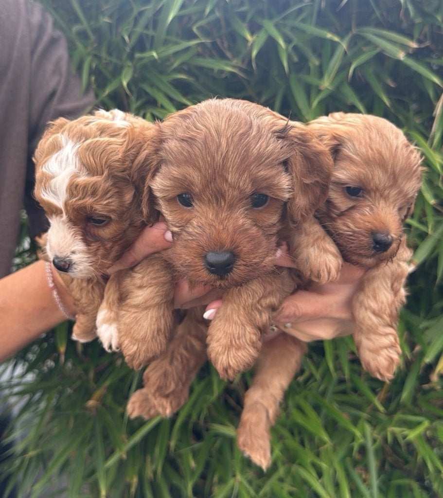 Mini labradoodle pups, Overige rassen, 8 tot 15 weken, Teef, CDV (hondenziekte)