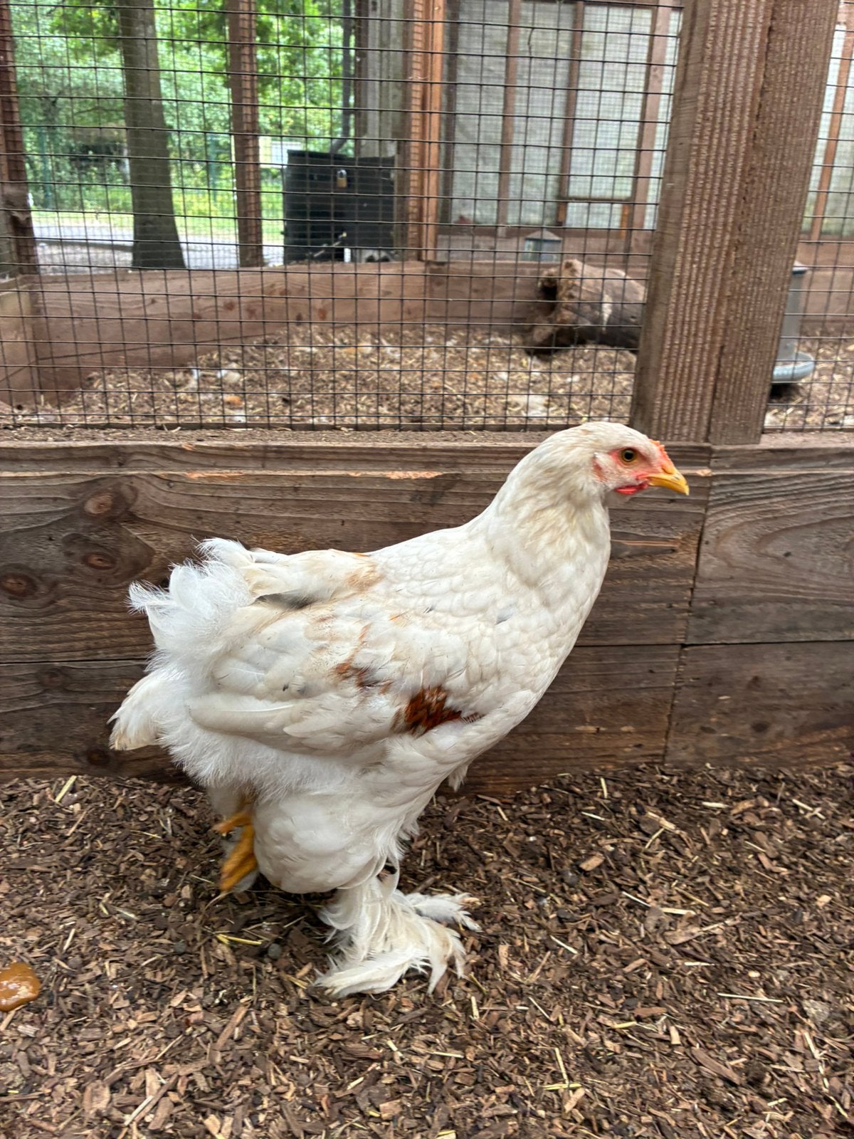 Jonge Brahma’s te koop, Dieren en Toebehoren, Pluimvee, Kip