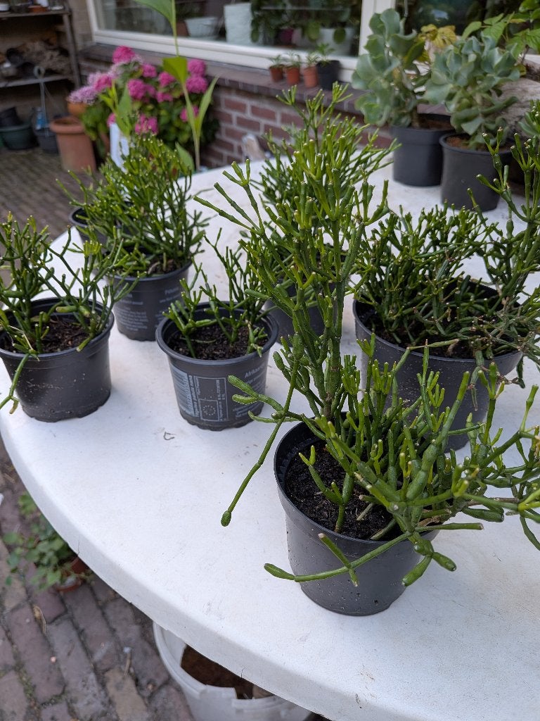 Kamerplanten/vetplanten (potloodplant), Ophalen, Vetplant, In pot, Minder dan 100 cm