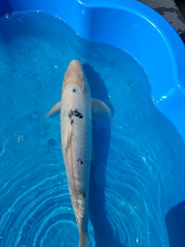 Shiro Bekko koi kweker Shinoda (Japanse koi), Dieren en Toebehoren, Vissen | Vijvervissen, Karper of Koi