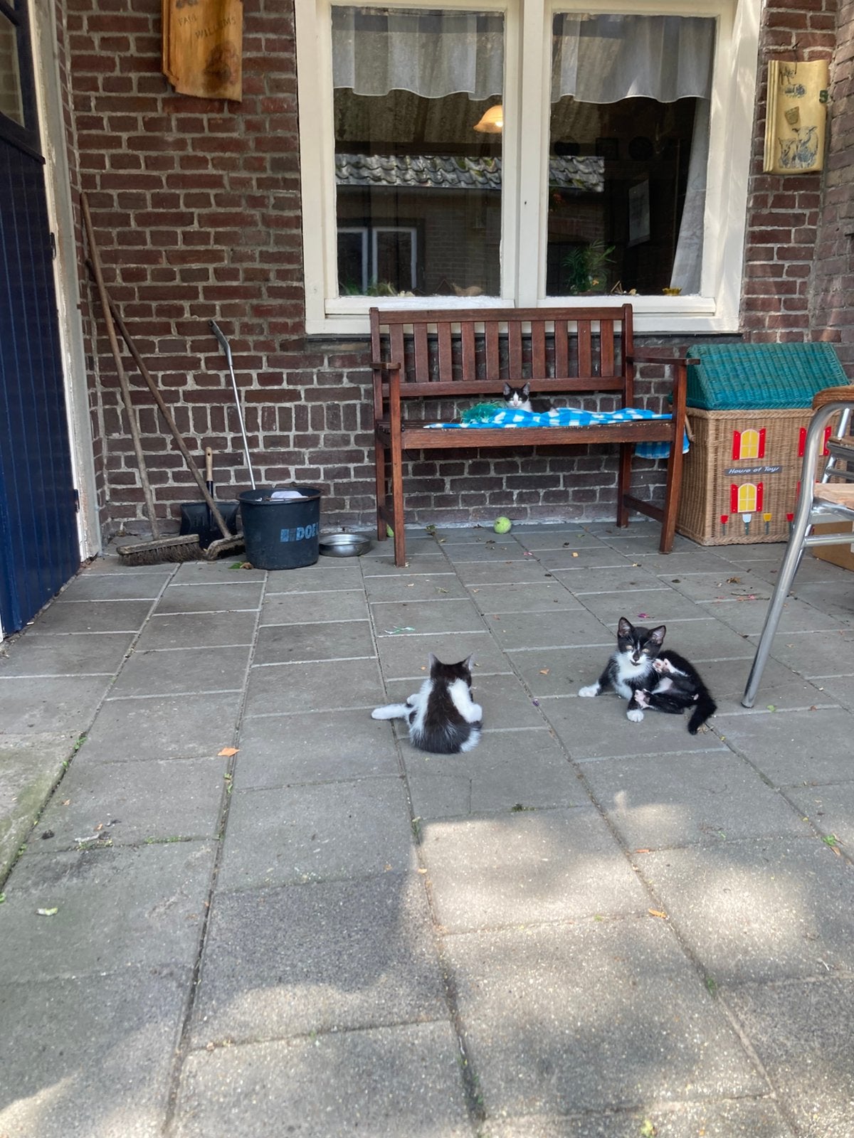 boerderij poesjes zwart/wit, Meerdere dieren, Kortharig, 0 tot 2 jaar