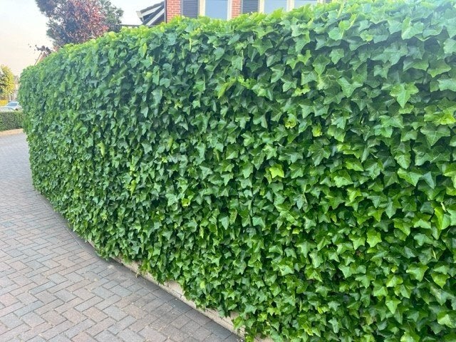 Klimop, Hedera hibernica, wintergroen en snelgroeiend, Tuin en Terras, Ophalen, Vaste plant, Halfschaduw, Klimplanten