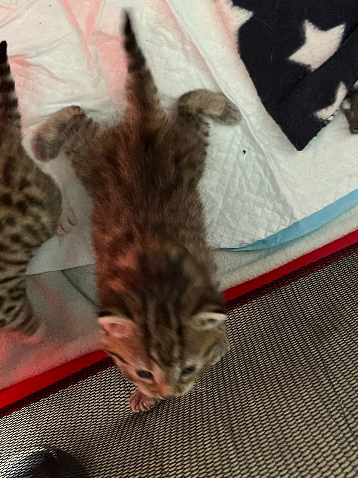 Kittens vrouwtjes