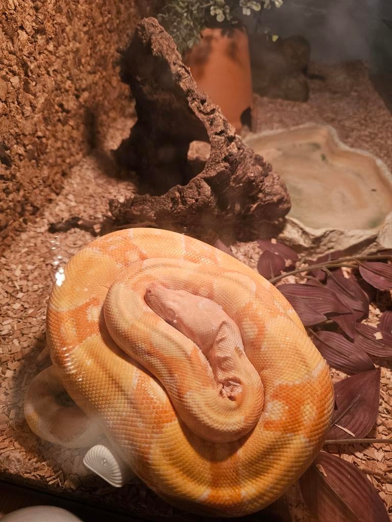 Boa imperator slang, Slang, 3 tot 6 jaar