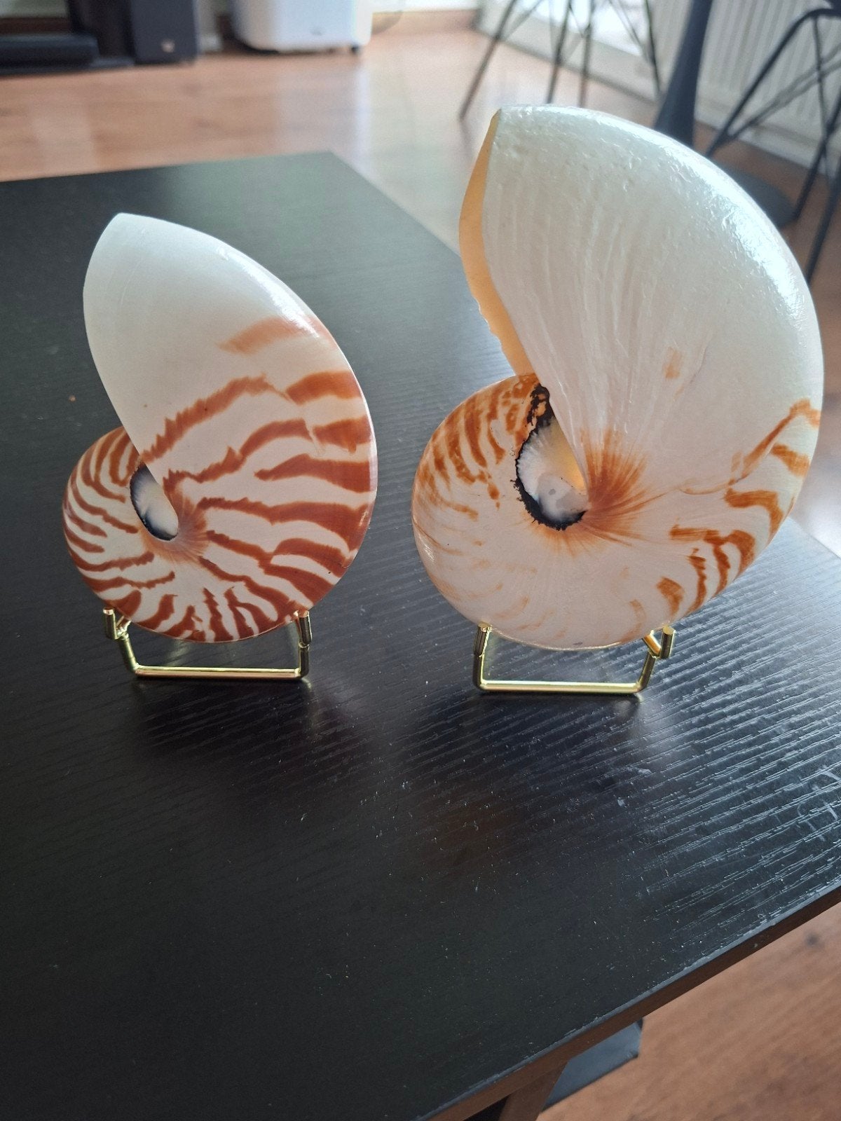 2 prachtige antieke Nautilus schelpen taxidermie maritiem, Verzamelen, Ophalen of Verzenden, Schelp(en)