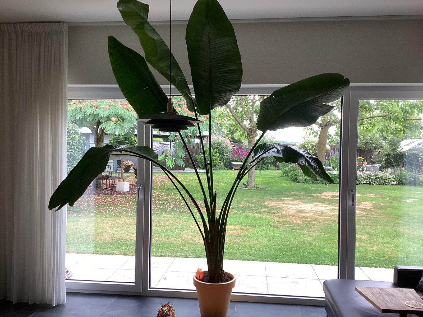 Grote Strelitzia Nicolai - ca. 2.60m hoog, Volle zon, Vaste plant, Bloeit niet, Ophalen