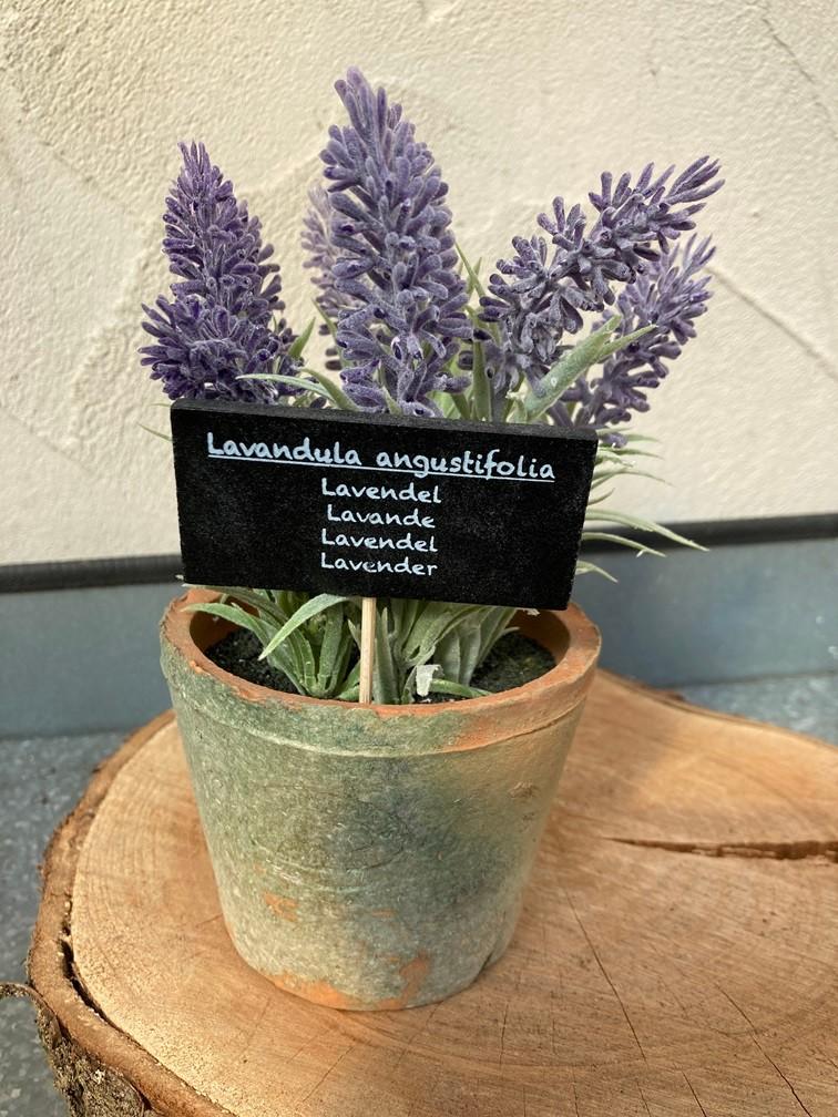 LAVENDELPLANT IN TERRA POTJE Groot NIEUW, Paars, -, Nieuw, Ophalen of Verzenden