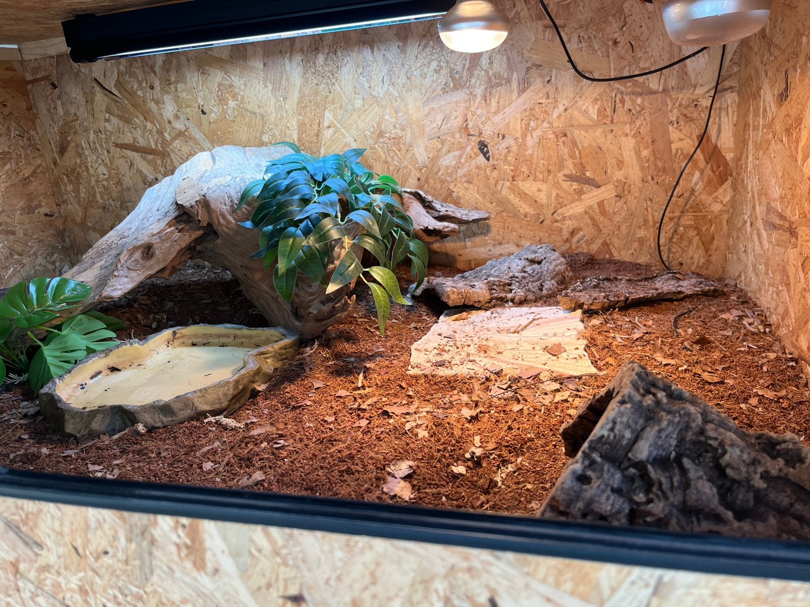 Blauwtong skink + compleet osb terrarium Blue Tongue Skink photo 9