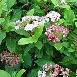 65 grote Viburnum Tinus 100 cm  wintergroene haag