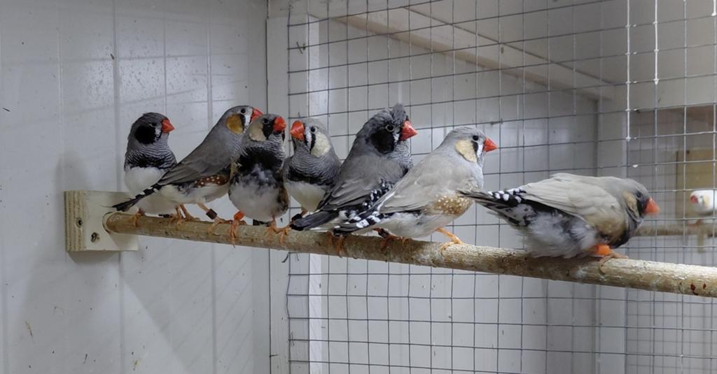 Mooie zebravink mannen, Meerdere dieren