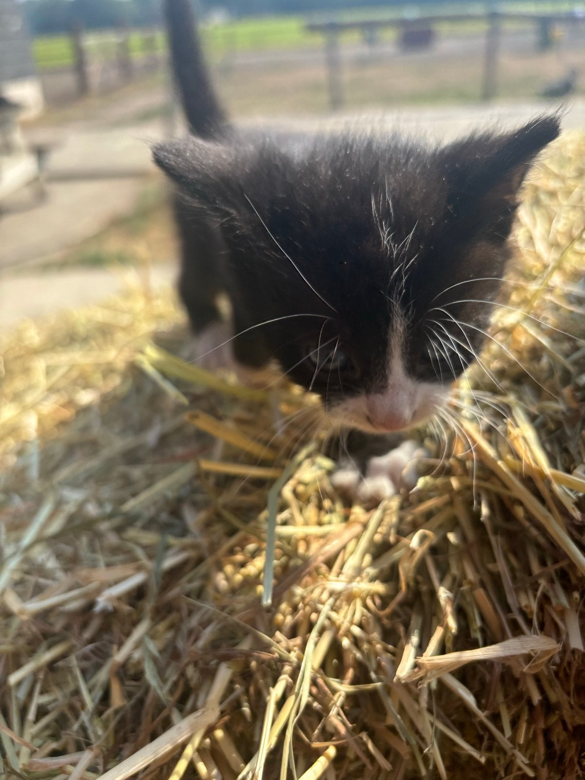 Lieve aanhankelijke sociale kittens, Dieren en Toebehoren, Kater
