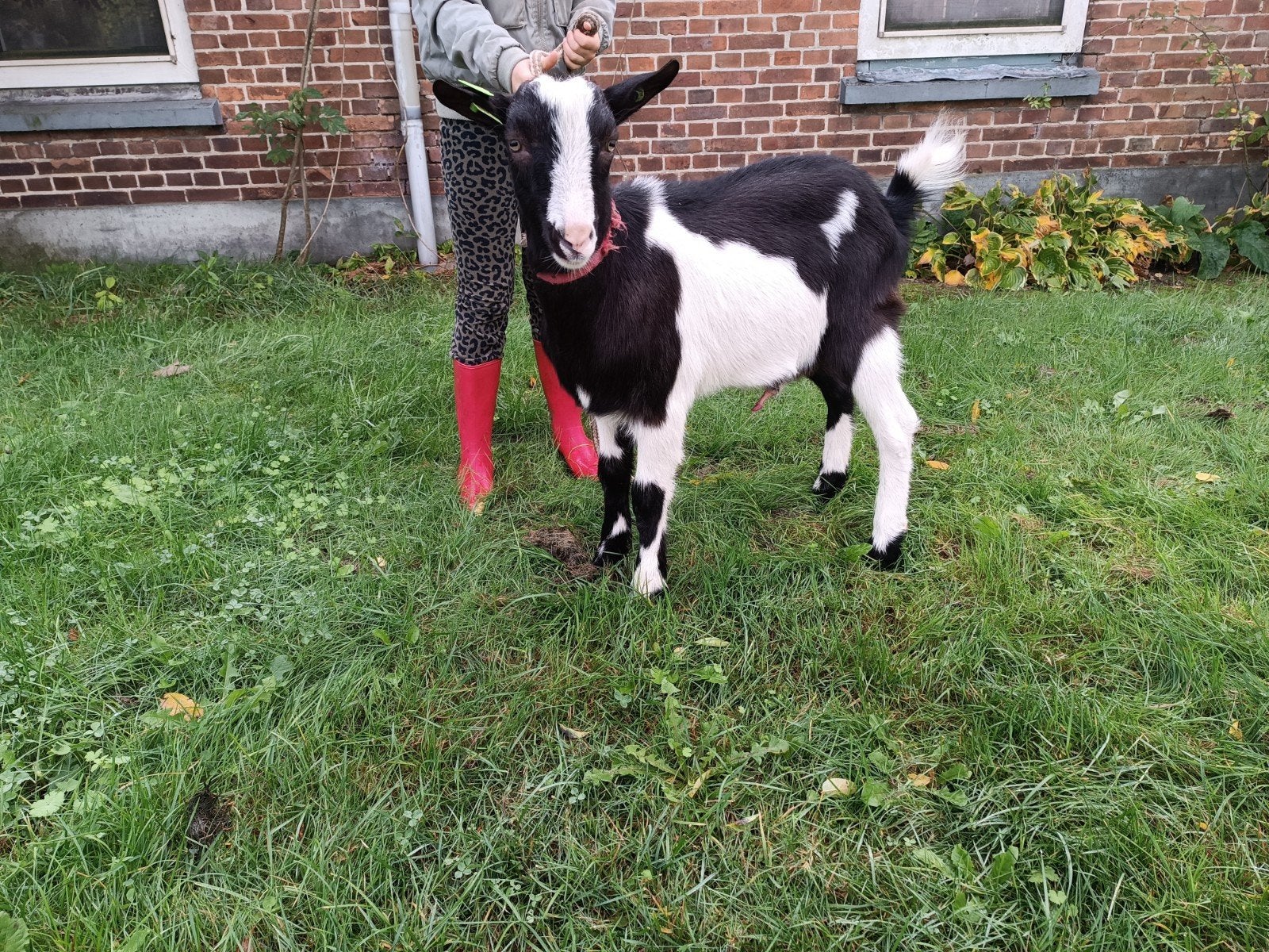 bok, Nederlands bonte melk geit, Dieren en Toebehoren, Mannelijk, Geit, 0 tot 2 jaar