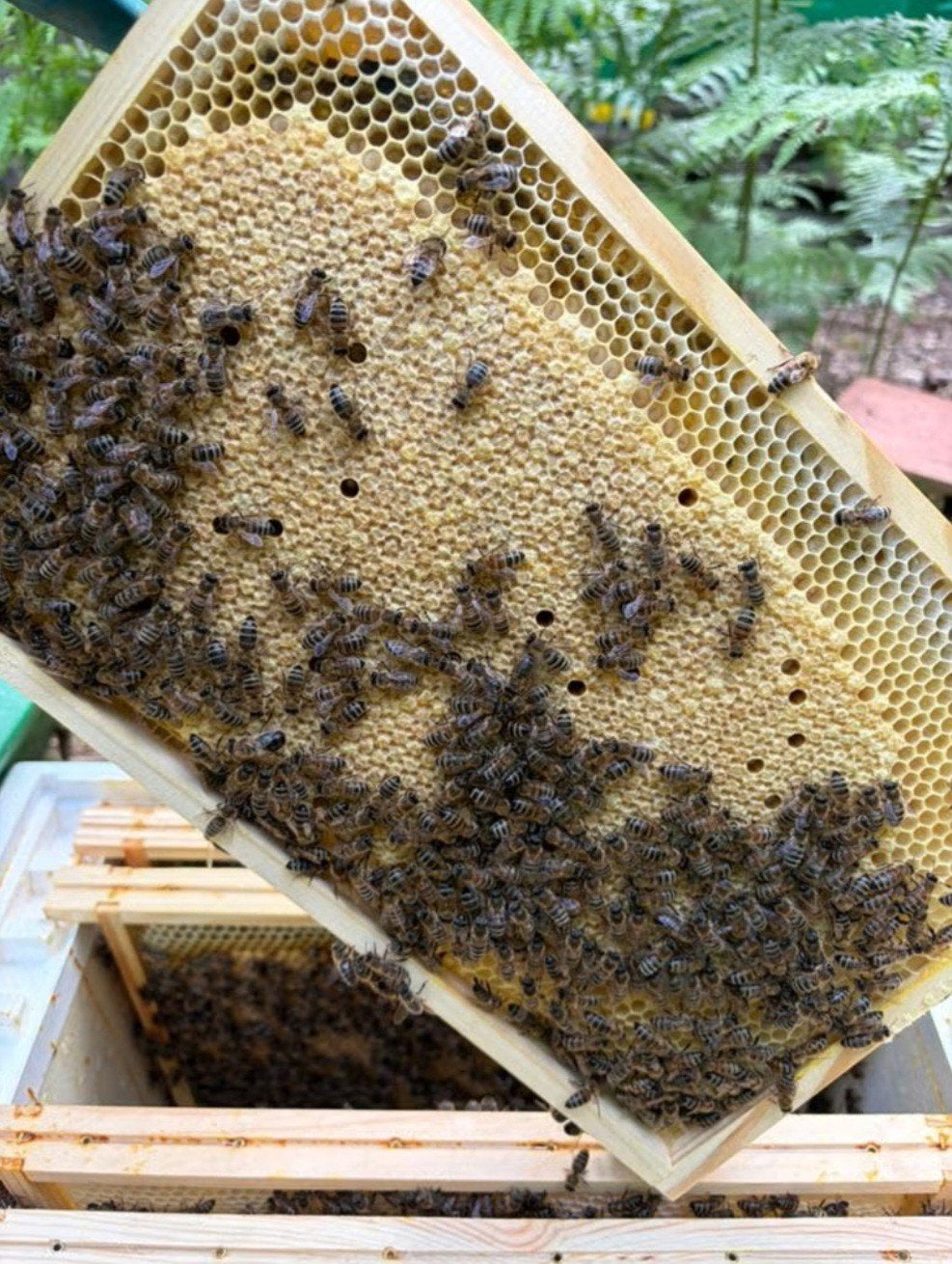 Bijenvolken Buckfast 2026, Dieren en Toebehoren, Insecten en Spinnen, Bijen