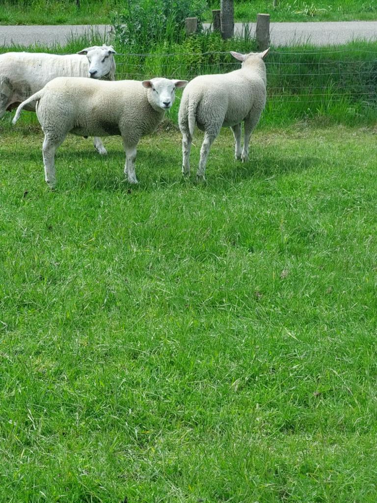 Mooie dekram tekoop, Mannelijk, Schaap