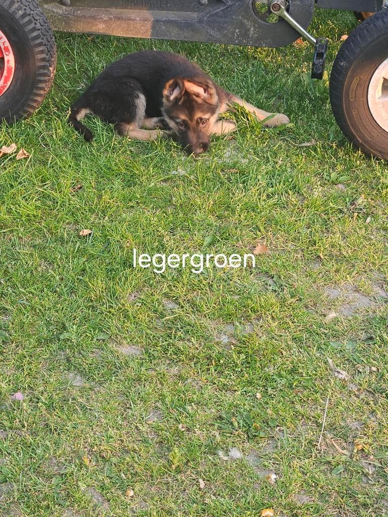 Duitse herder pups, Dieren en Toebehoren, Honden | Herdershonden en Veedrijvers, Reu, 8 tot 15 weken, Meerdere, Herder