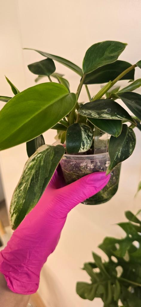 Philodendron emerald ice, Huis en Inrichting, Kamerplanten, Ophalen of Verzenden, Halfschaduw, Minder dan 100 cm