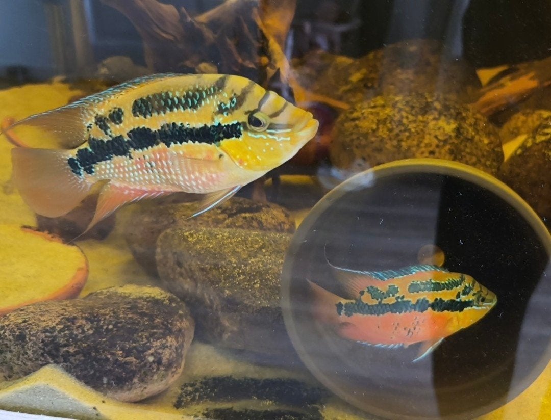 trichromis salvini rio chacamax verwachte nakweek, Dieren en Toebehoren