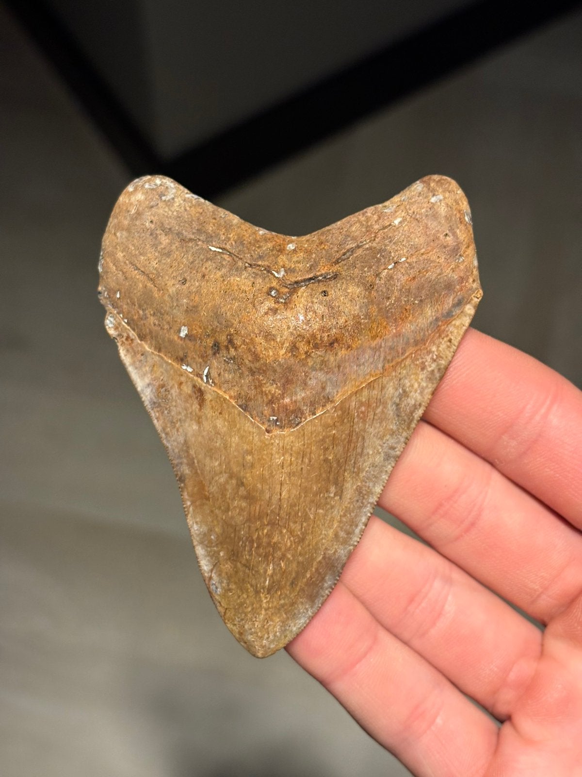 Megalodon haaientand fossiel Georgia, Verzamelen, Ophalen of Verzenden, Fossiel