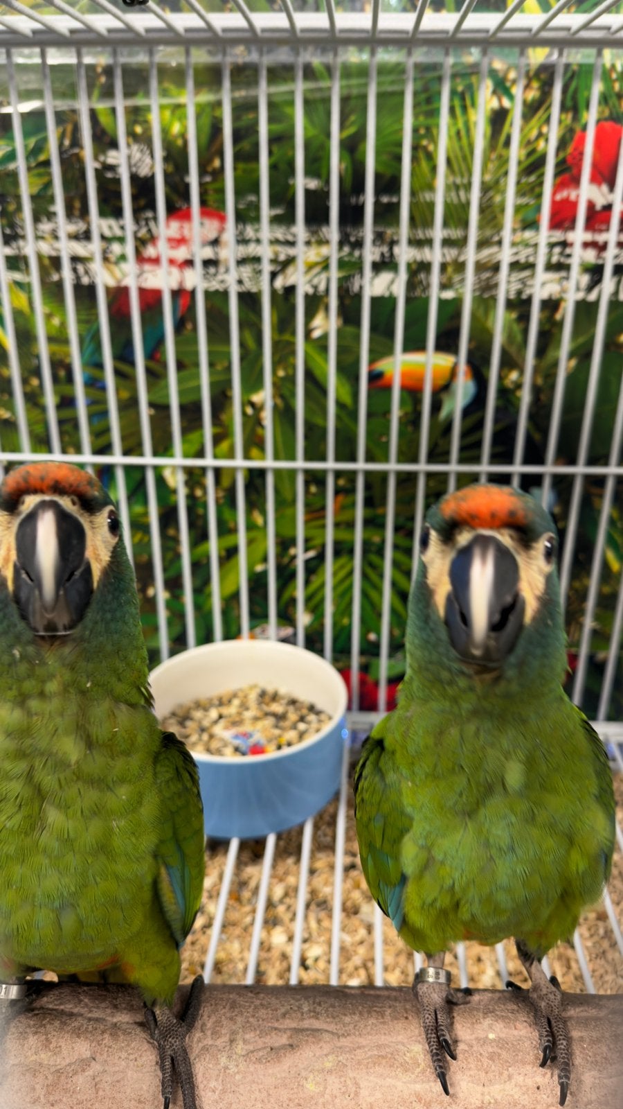 Dwergara ara maracana, Dieren en Toebehoren, Meerdere dieren, Papegaai, Pratend