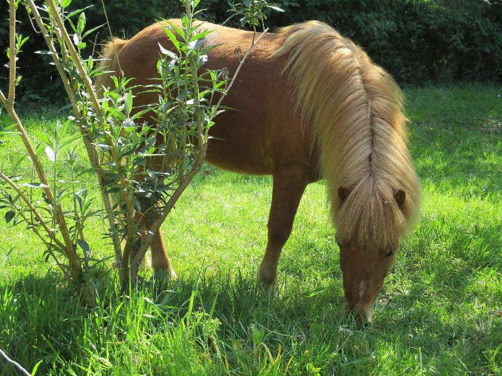 gezocht stalling en weidegang voor twee shetlanders, Dieren en Toebehoren, Stalling en Weidegang, Weidegang