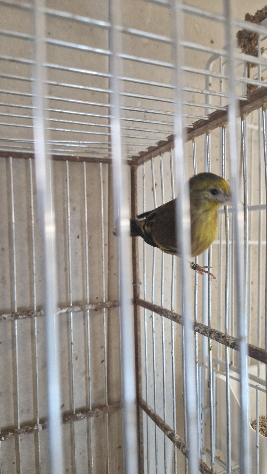 €100 bastaard putter parva Man, Dieren en Toebehoren, Ophalen of Verzenden, Aluminium, Vogelkooi