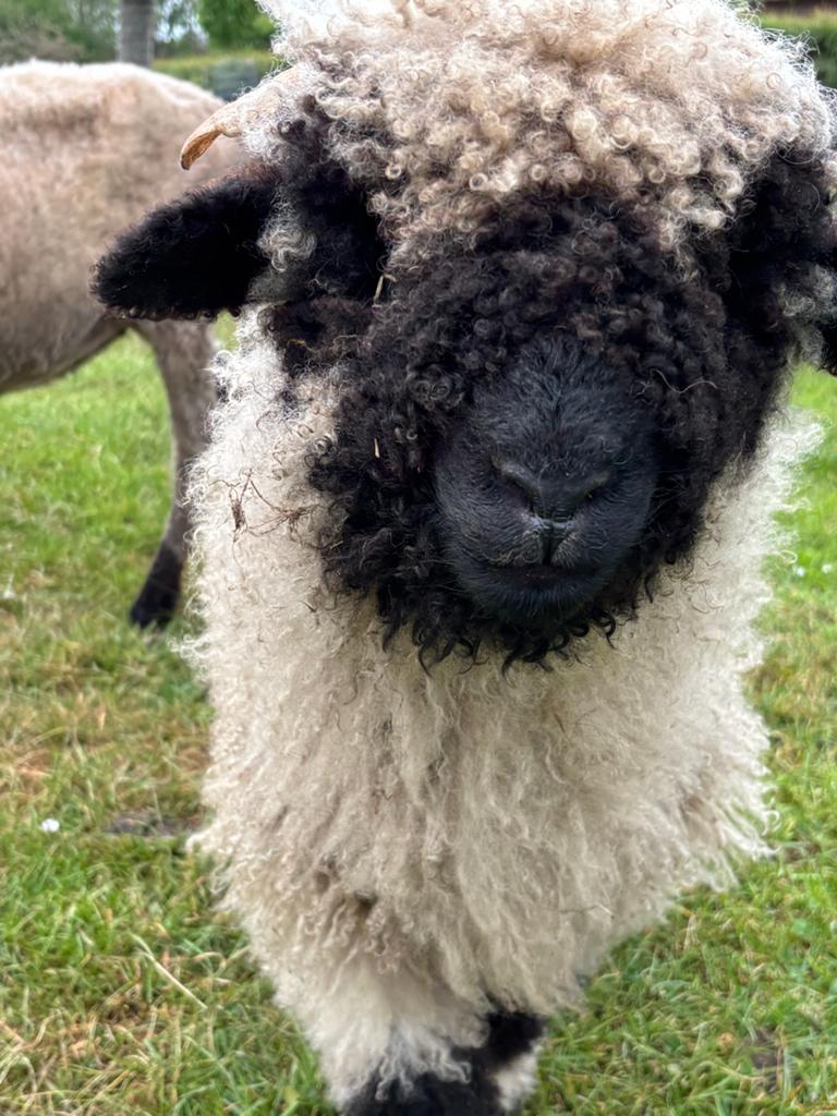 2 mooie Wallische swartnase rammetjes, Dieren en Toebehoren, Schapen, Geiten en Varkens, Mannelijk, Schaap