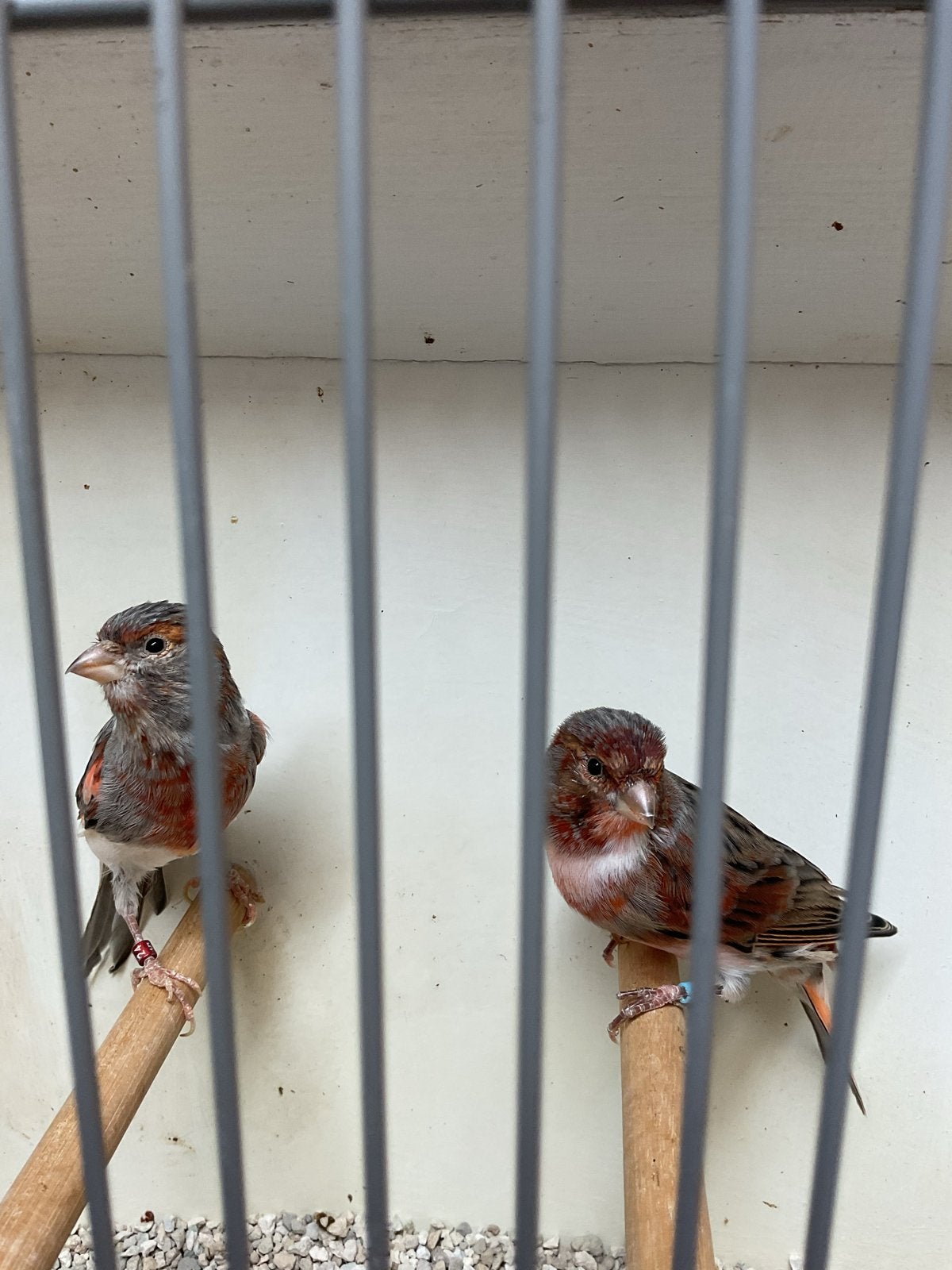 Harlekijnen, Dieren en Toebehoren, Meerdere dieren, Kleurkanarie