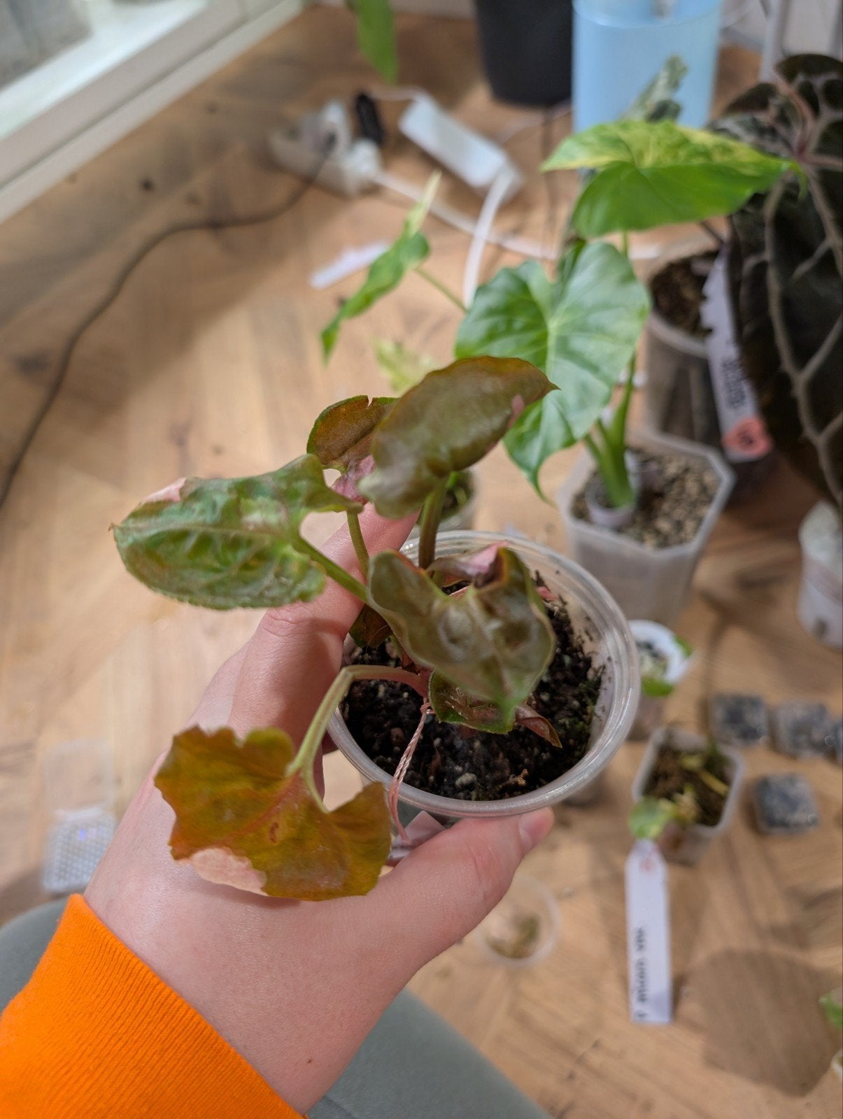 syngonium strawberry ice galaxy, Ophalen of Verzenden, Halfschaduw, Minder dan 100 cm