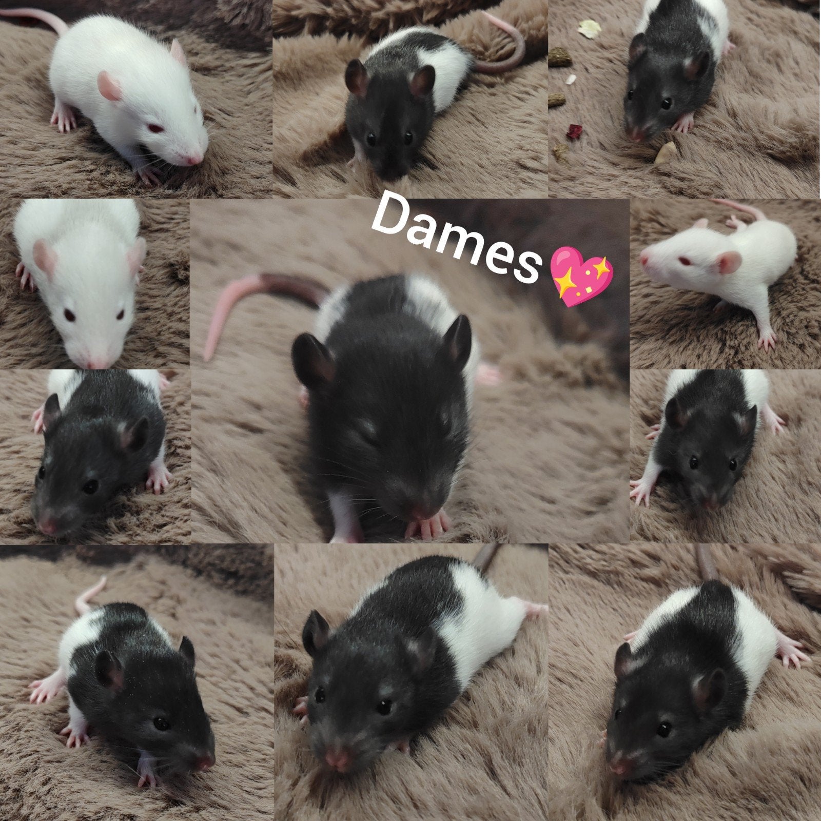 Meisjes ratjes beschikbaar, Dieren en Toebehoren, Knaagdieren, Rat, Vrouwelijk, Mei, Tam