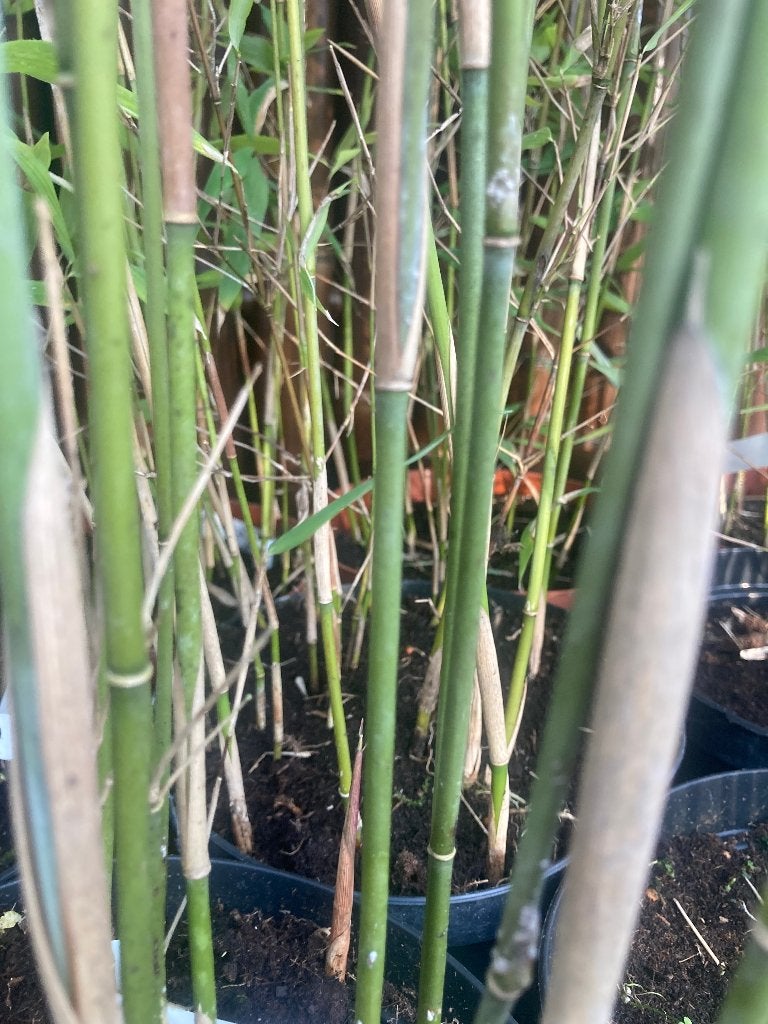 Bamboe Fargesia da-wei niet woekerend ook voor haag, Tuin en Terras, Ophalen, Bamboe, Struik, 250 cm of meer