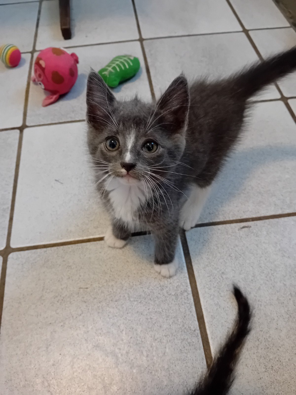 Prachtige kittens  beetje langharig dikke vacht en kortharig, Dieren en Toebehoren, Meerdere dieren, Langharig, 0 tot 2 jaar
