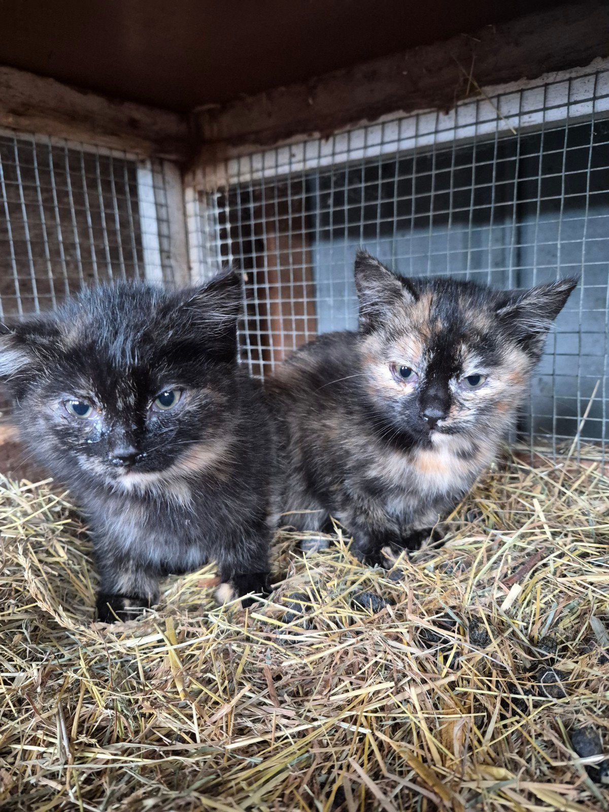 boerderij kittens te koop