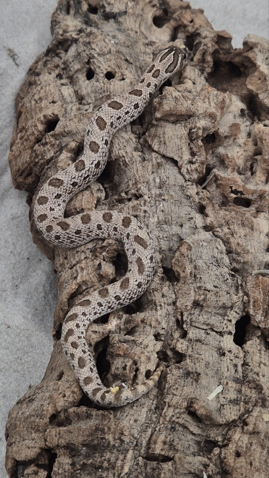 Haakneusslang het maitai Hognose Snake photo 3