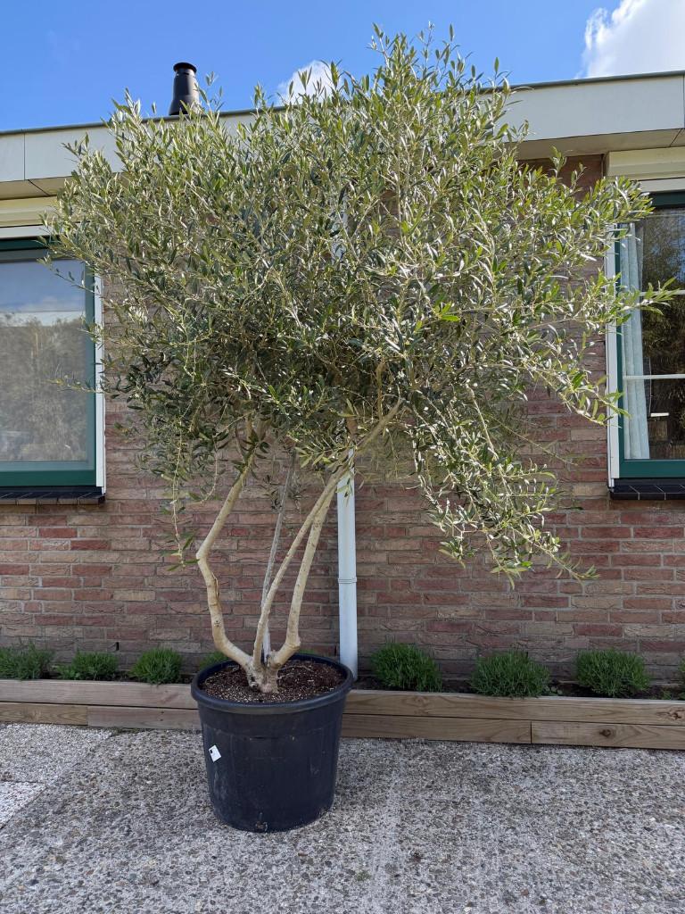 Olijfboom meerstammig Super mooie vertakte Olijfboom.XXXL, Bloeit niet, 100 tot 250 cm, Olijfboom, Ophalen