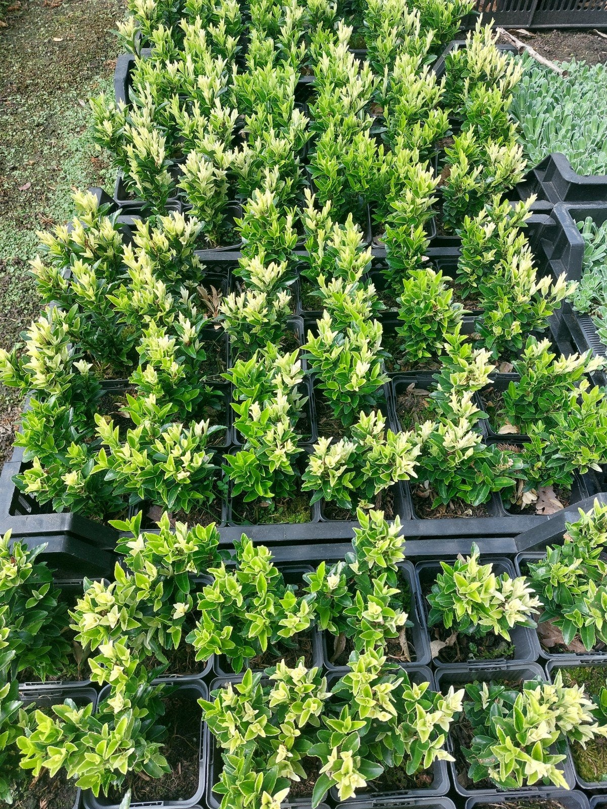 Euonymus Paloma blanca, Tuin en Terras, Ophalen, Overige soorten, Minder dan 100 cm