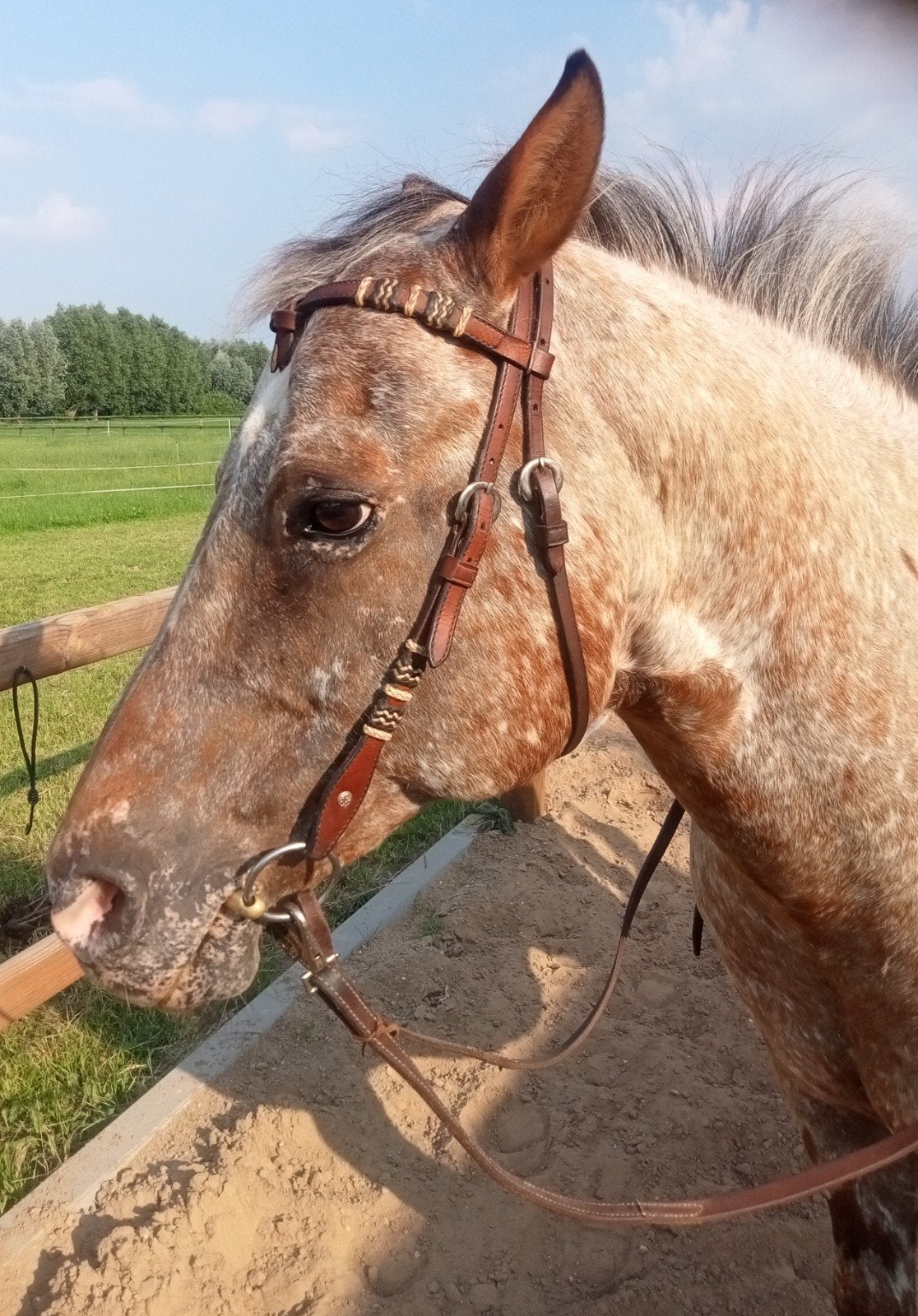 Western hoofdstel compleet met snaffle bit en split reins, Dieren en Toebehoren, Ophalen of Verzenden